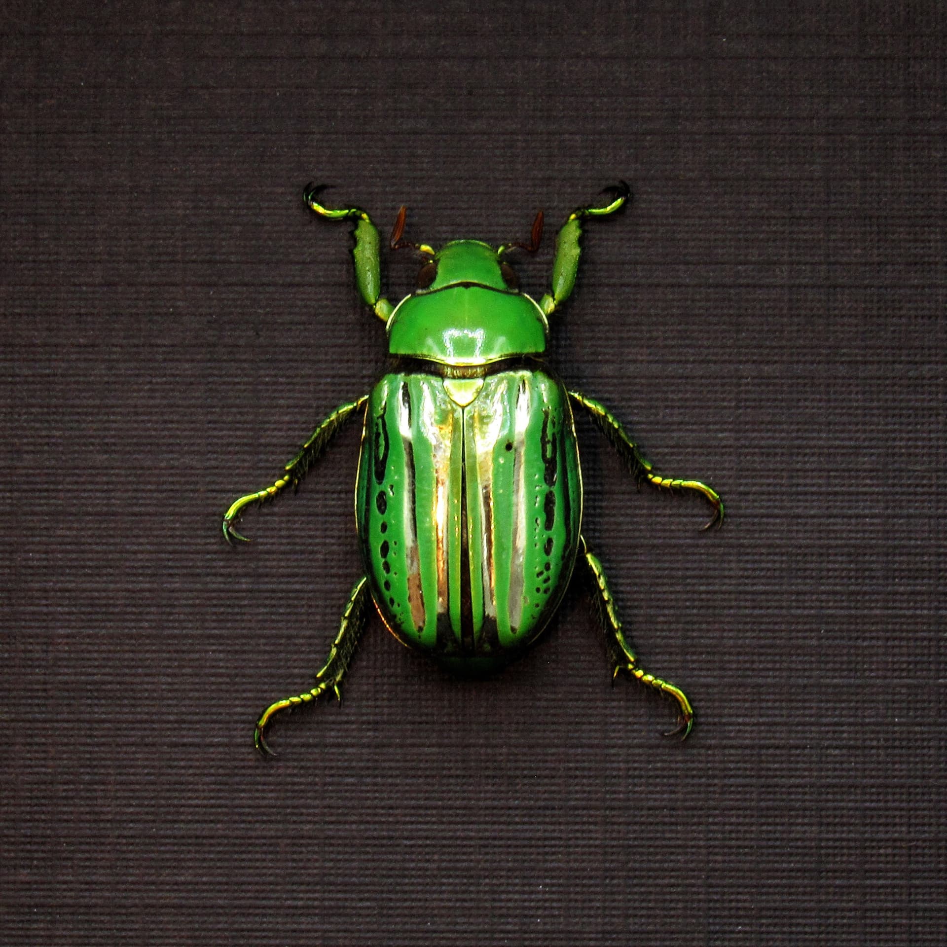 Real metallic Jewel beetle framed taxidermy - Plusiotis (Chrysina) gloriosa