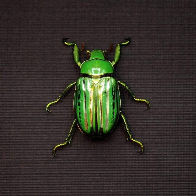 Real metallic Jewel beetle framed taxidermy - Plusiotis (Chrysina) gloriosa