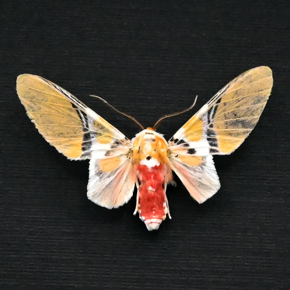 Rare Tiger Moth framed taxidermy - Idalus quadratus