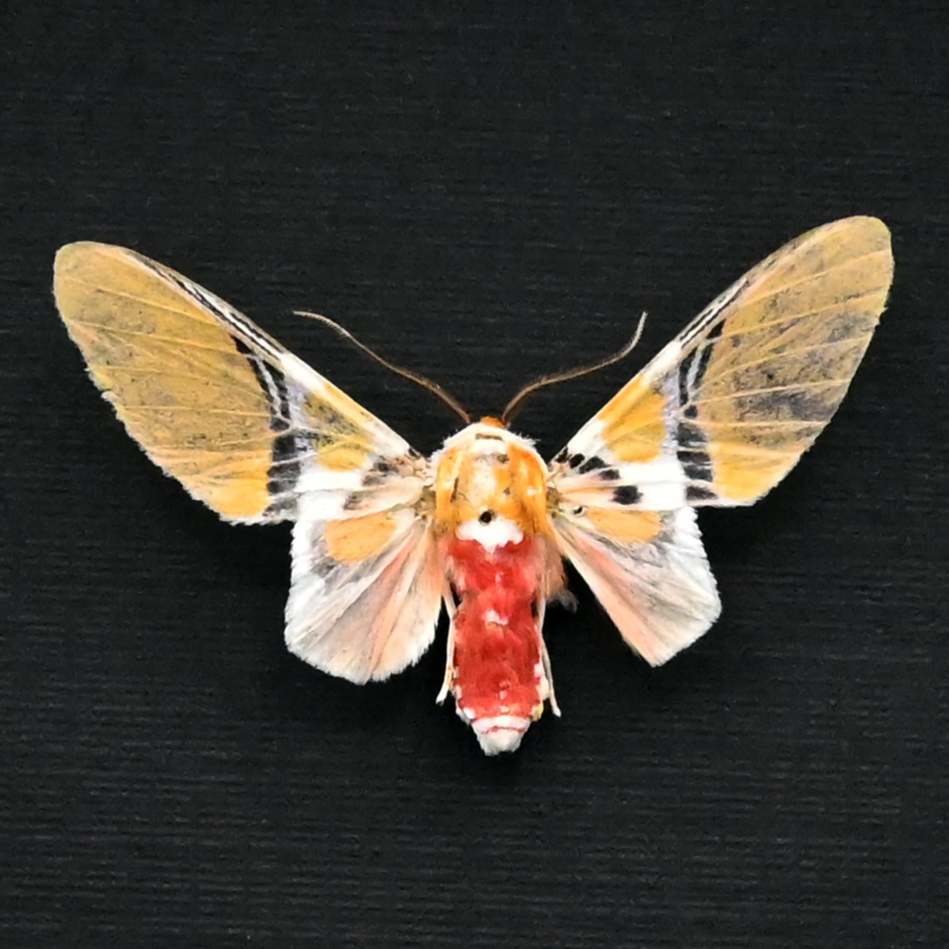 Rare Tiger Moth framed taxidermy - Idalus quadratus