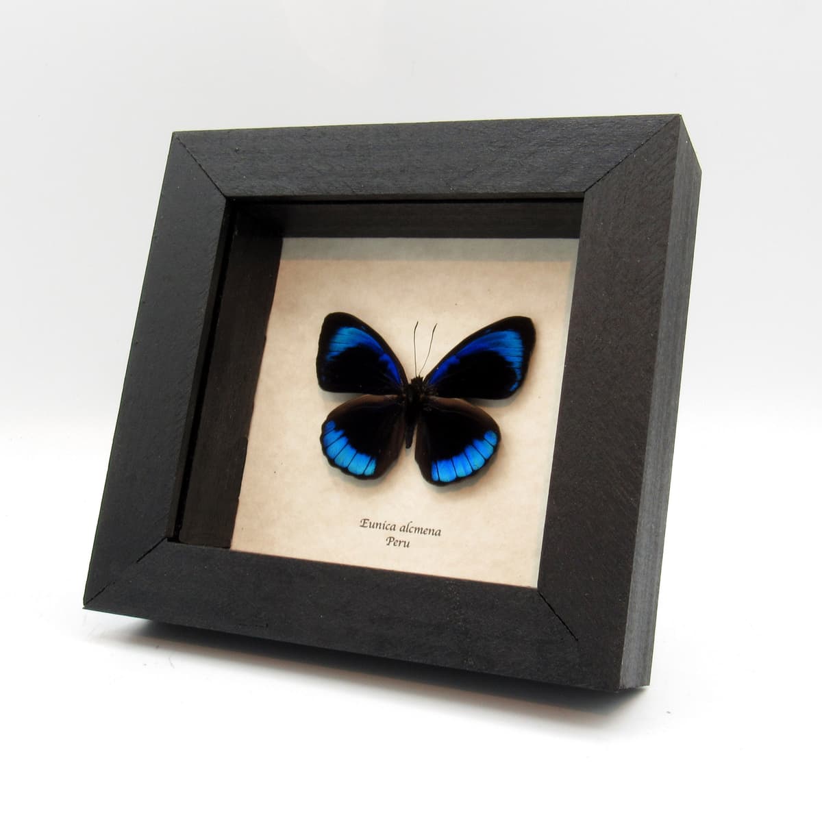 Real metallic blue butterfly framed taxidermy - Eunica acmena