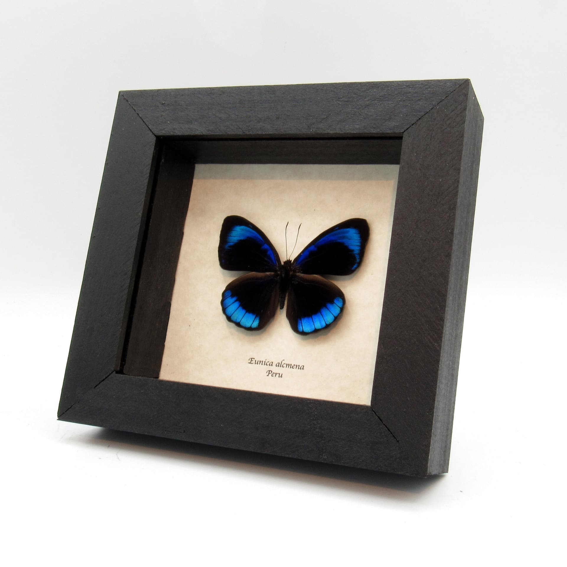 Real metallic blue butterfly framed taxidermy - Eunica acmena