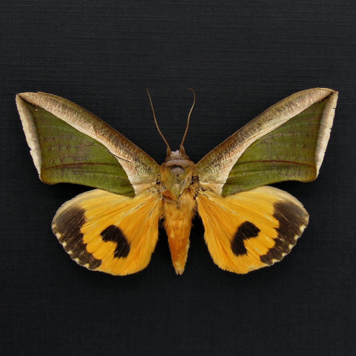 Real Leaf mimic fruit piercing moth framed taxidermy - Eudocima species - female