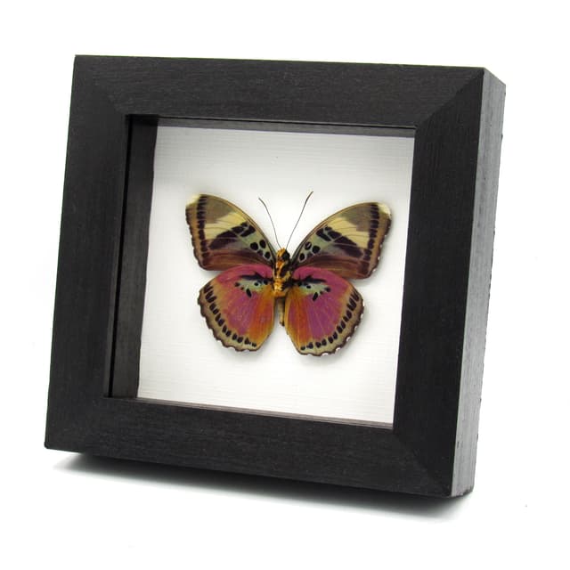 Real fuchsia butterfly framed taxidermy - Euphaedra xypete