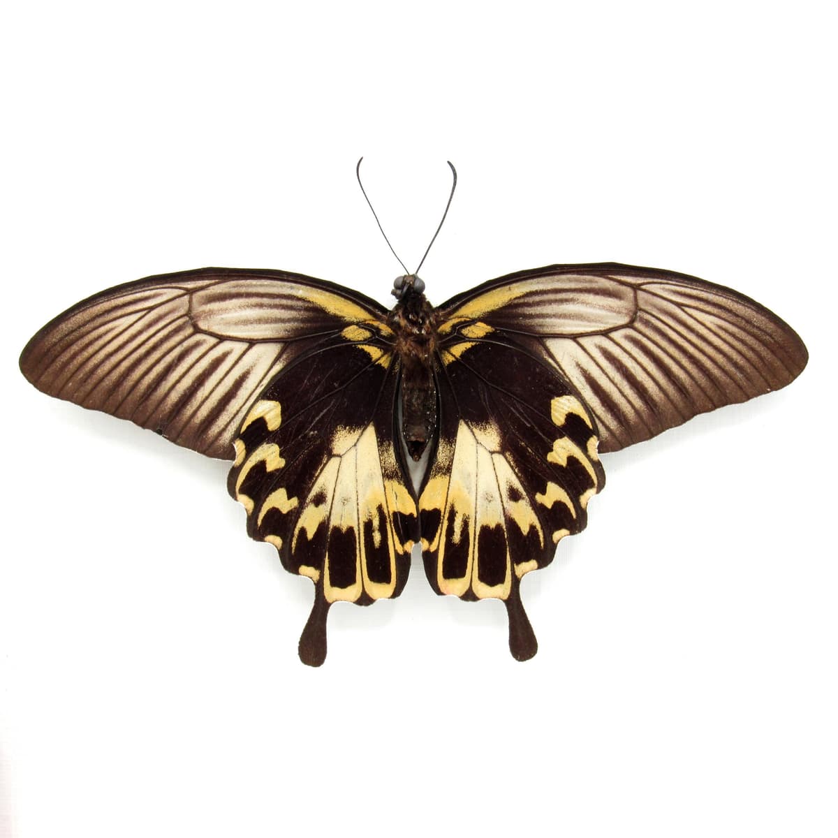 Rare Giant Swallowtail butterfly framed taxidermy - Papilio deiphobus - female - Victorian mount