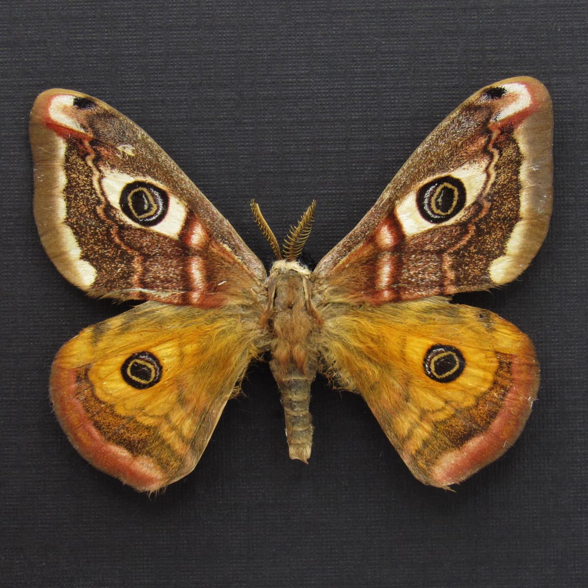 Real Saturn moth framed taxidermy - Saturnia pavonia
