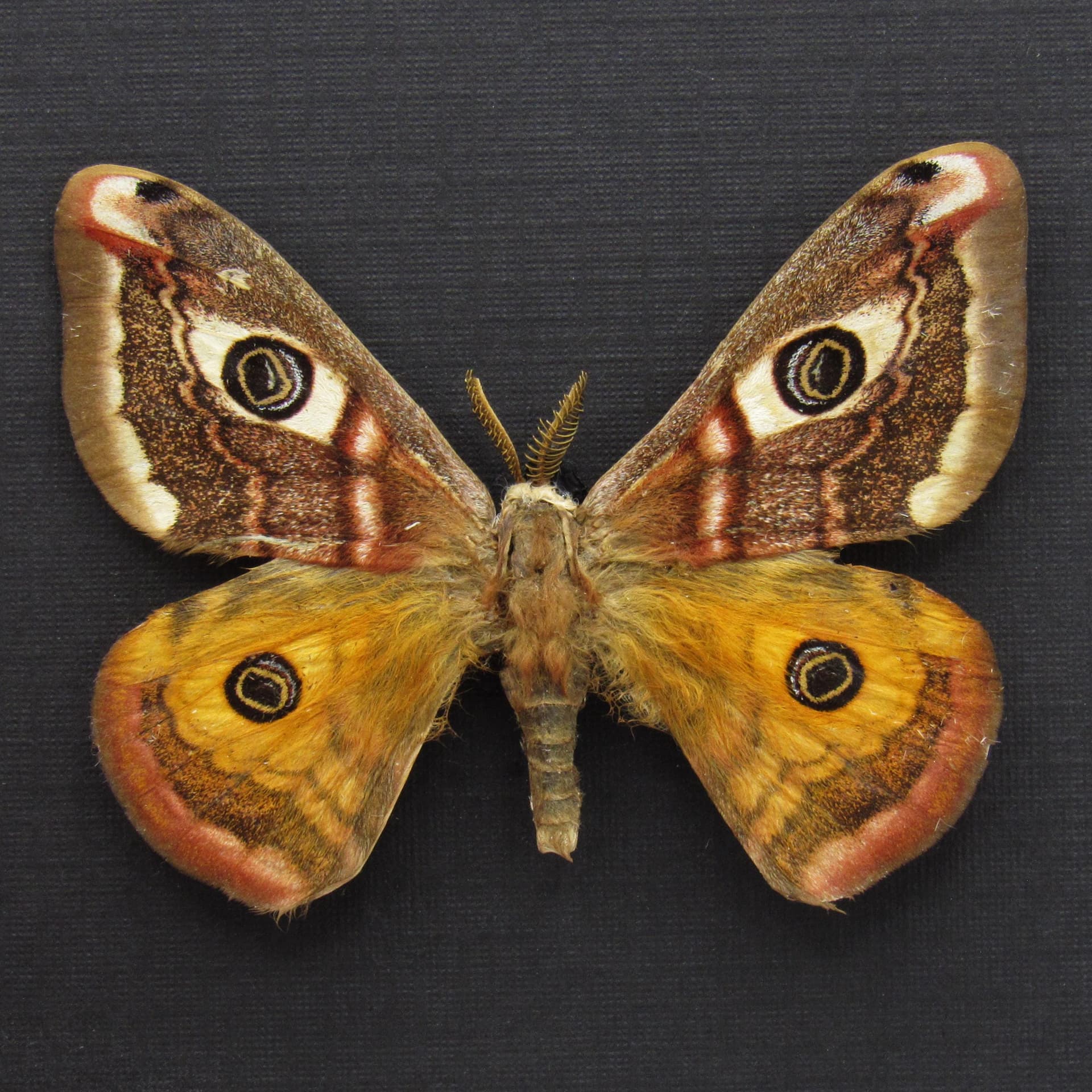 Real Saturn moth framed taxidermy - Saturnia pavonia