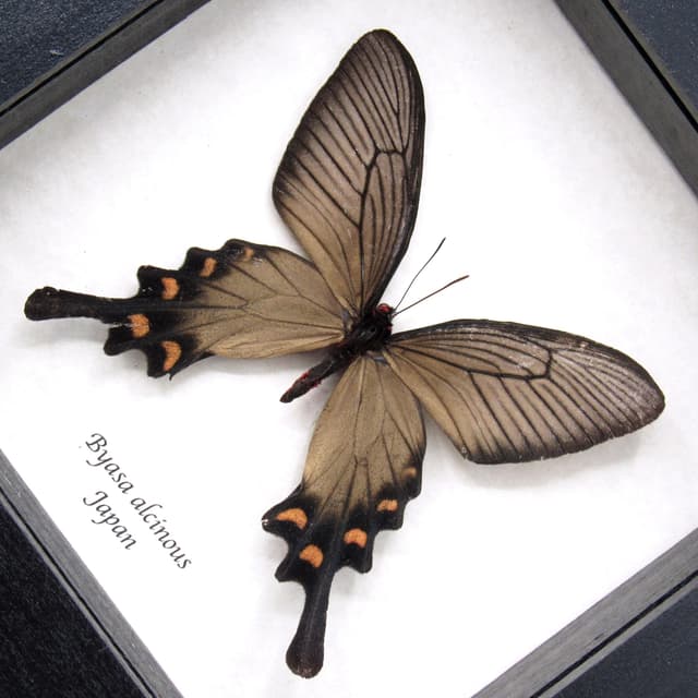Real framed Swallowtail butterfly specimen - Byasa alcinous - female