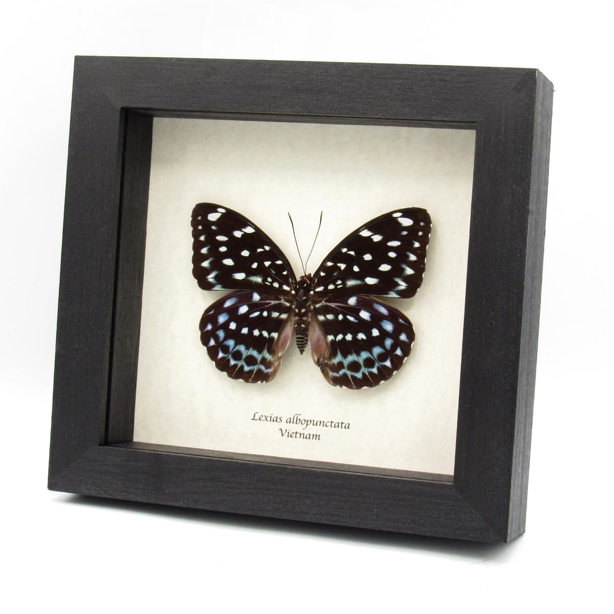 Large real blue butterfly framed taxidermy - Lexias albopunctata
