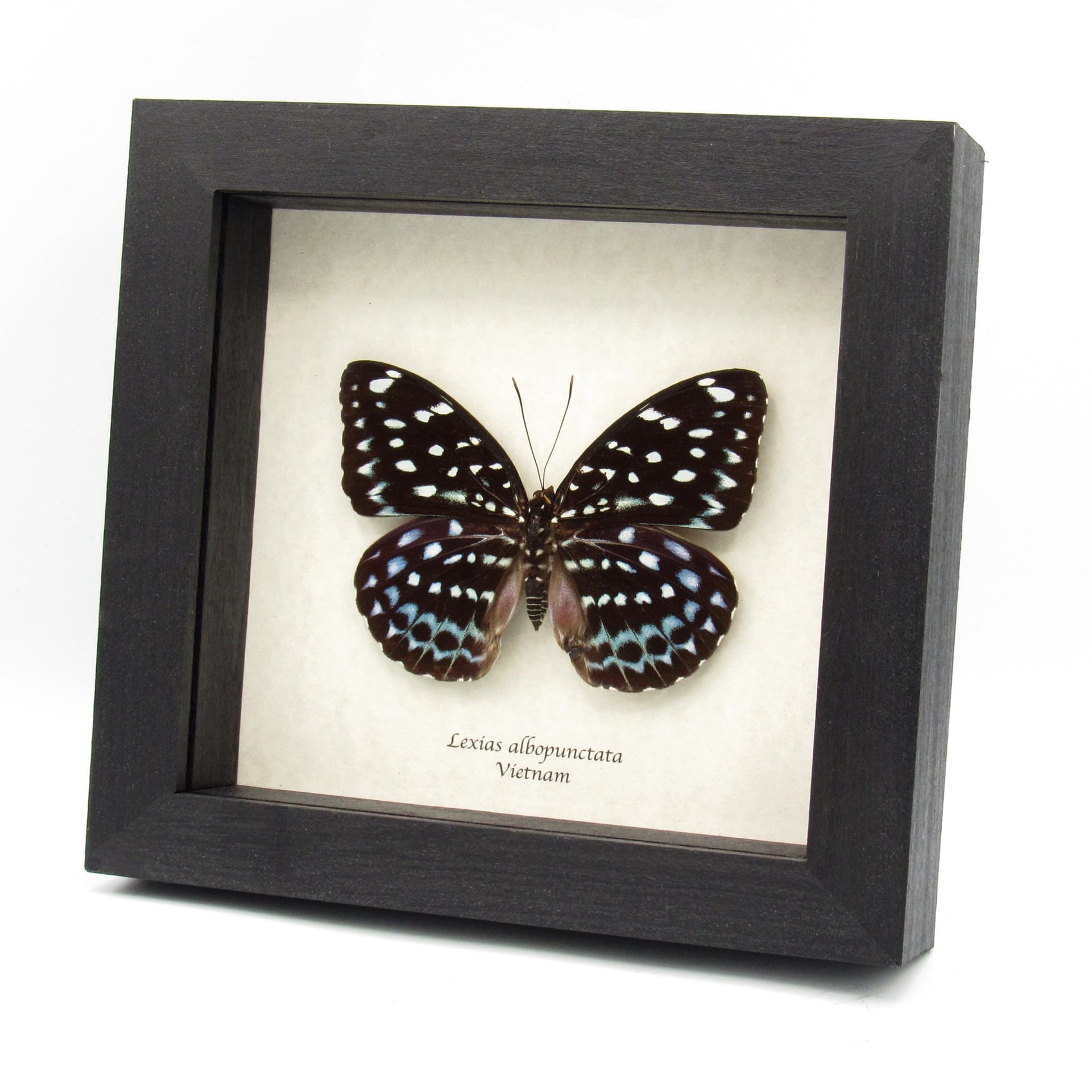Large real blue butterfly framed taxidermy - Lexias albopunctata