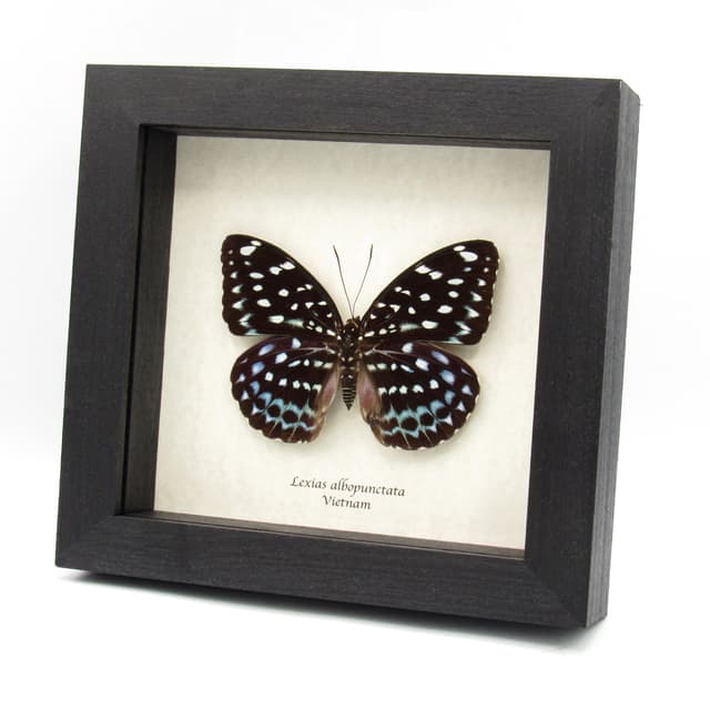 Large real blue butterfly framed taxidermy - Lexias albopunctata