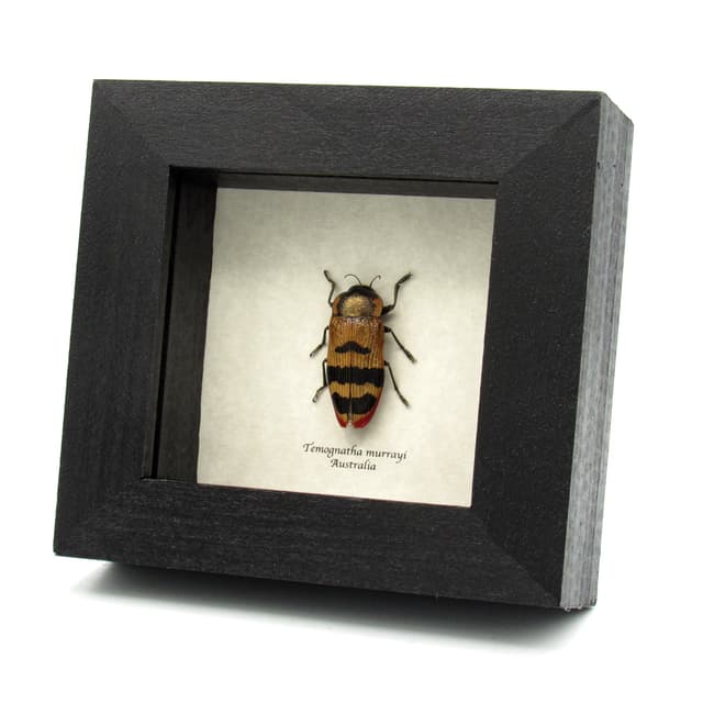 Rare metallic Australian Jewel beetle framed taxidermy - Temognatha murrayi