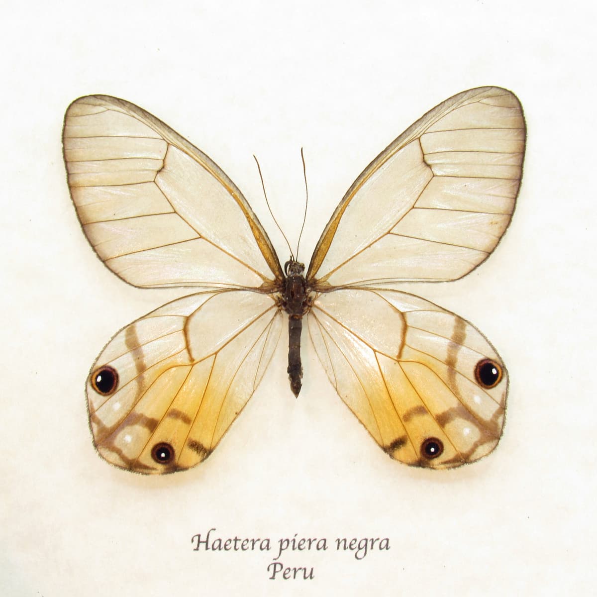 Rare female yellow Glass Wing butterfly framed taxidermy - Haetera piera negra - large female