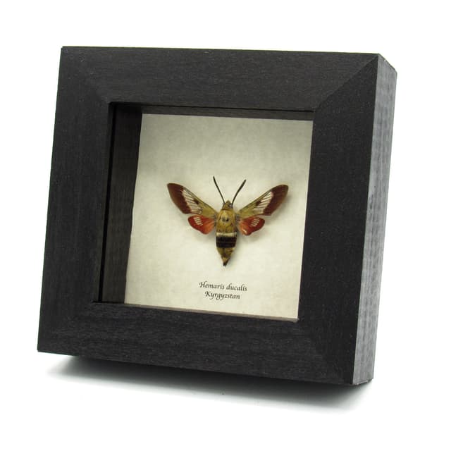 Rare Pamir Bee Hawkmoth framed taxidermy specimen - Hemaris ducalis