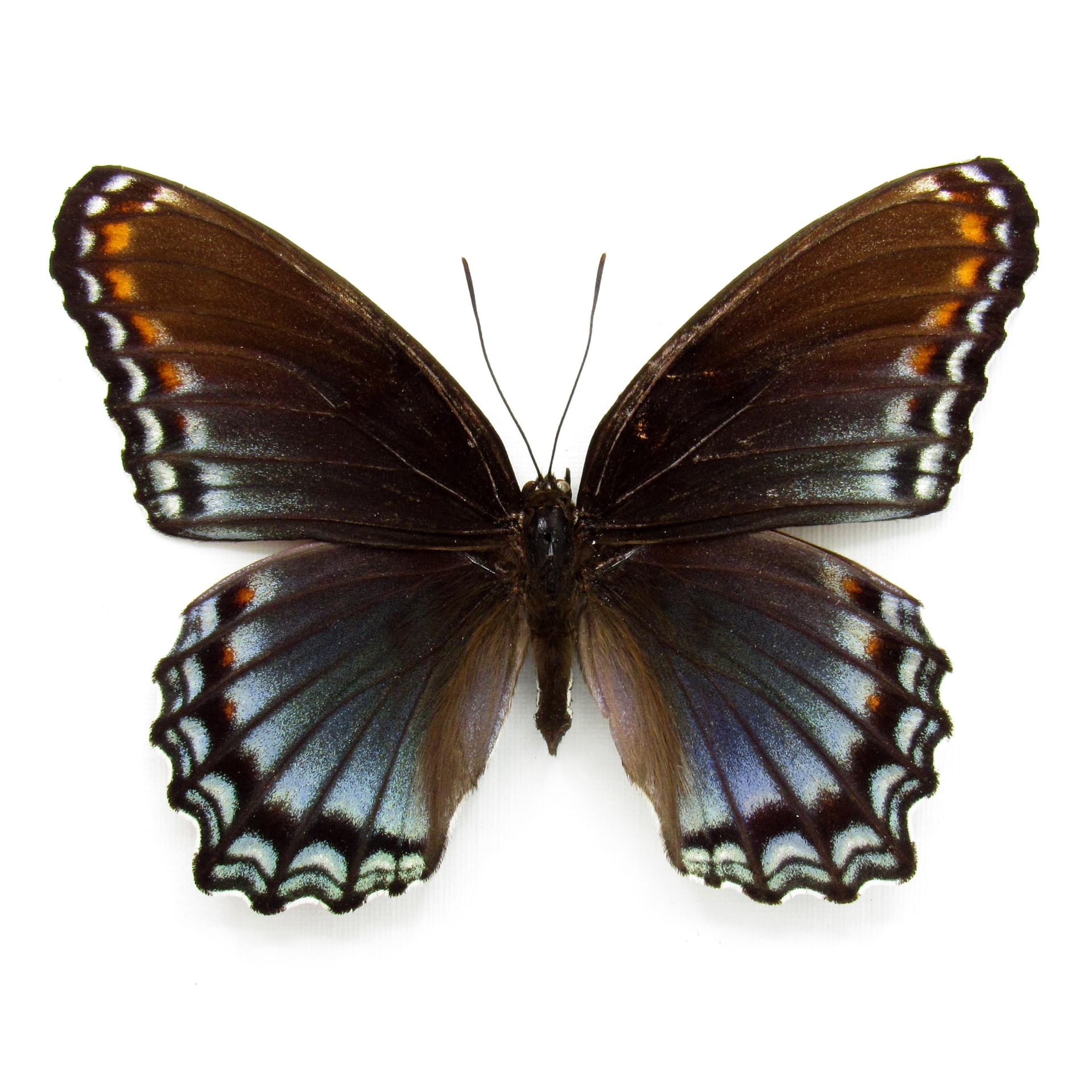 Large female "Red-spotted Purple" butterfly framed taxidermy - Limenitis arthemis astyanax