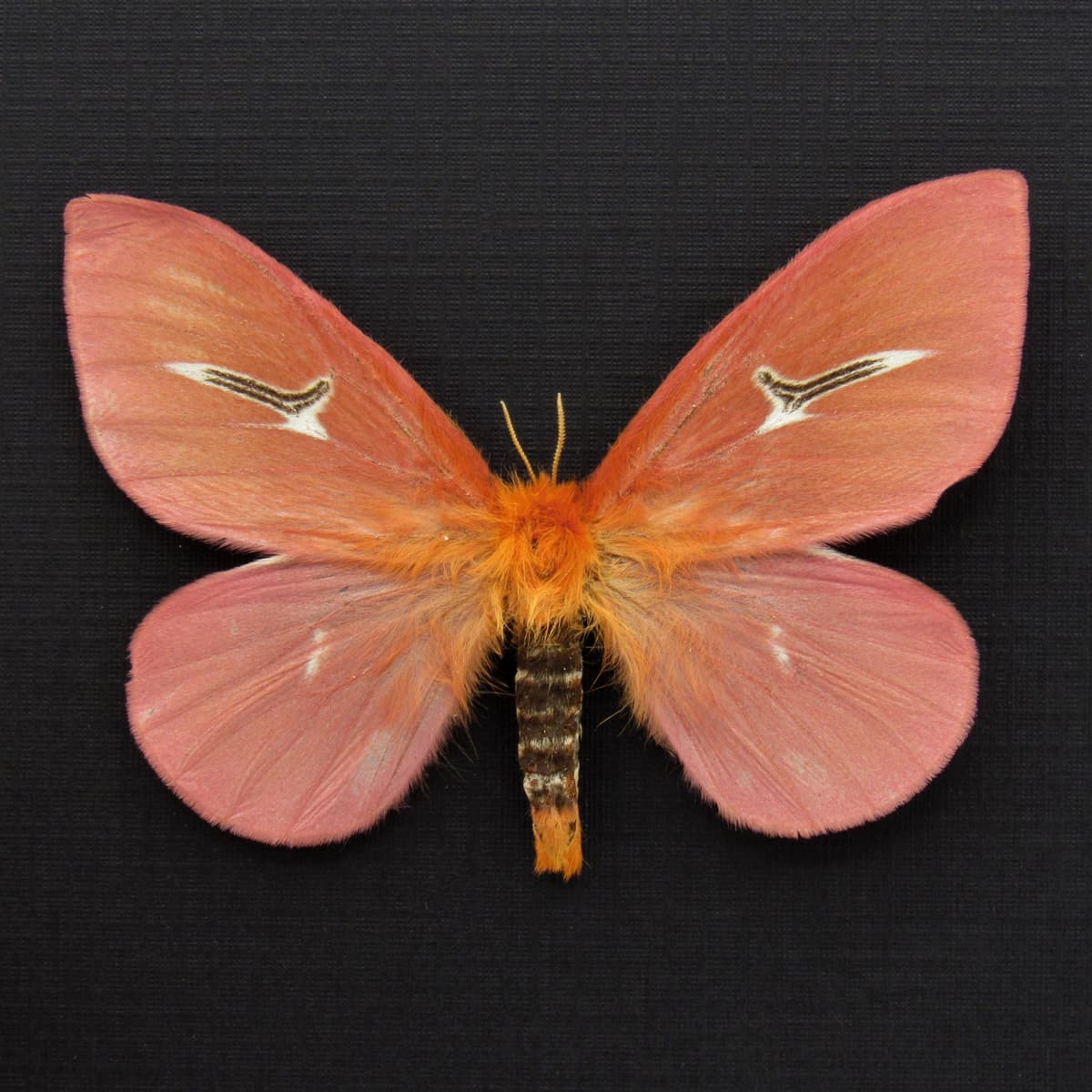 Rare pink moth framed taxidermy - Cerodirphia avenata - large female