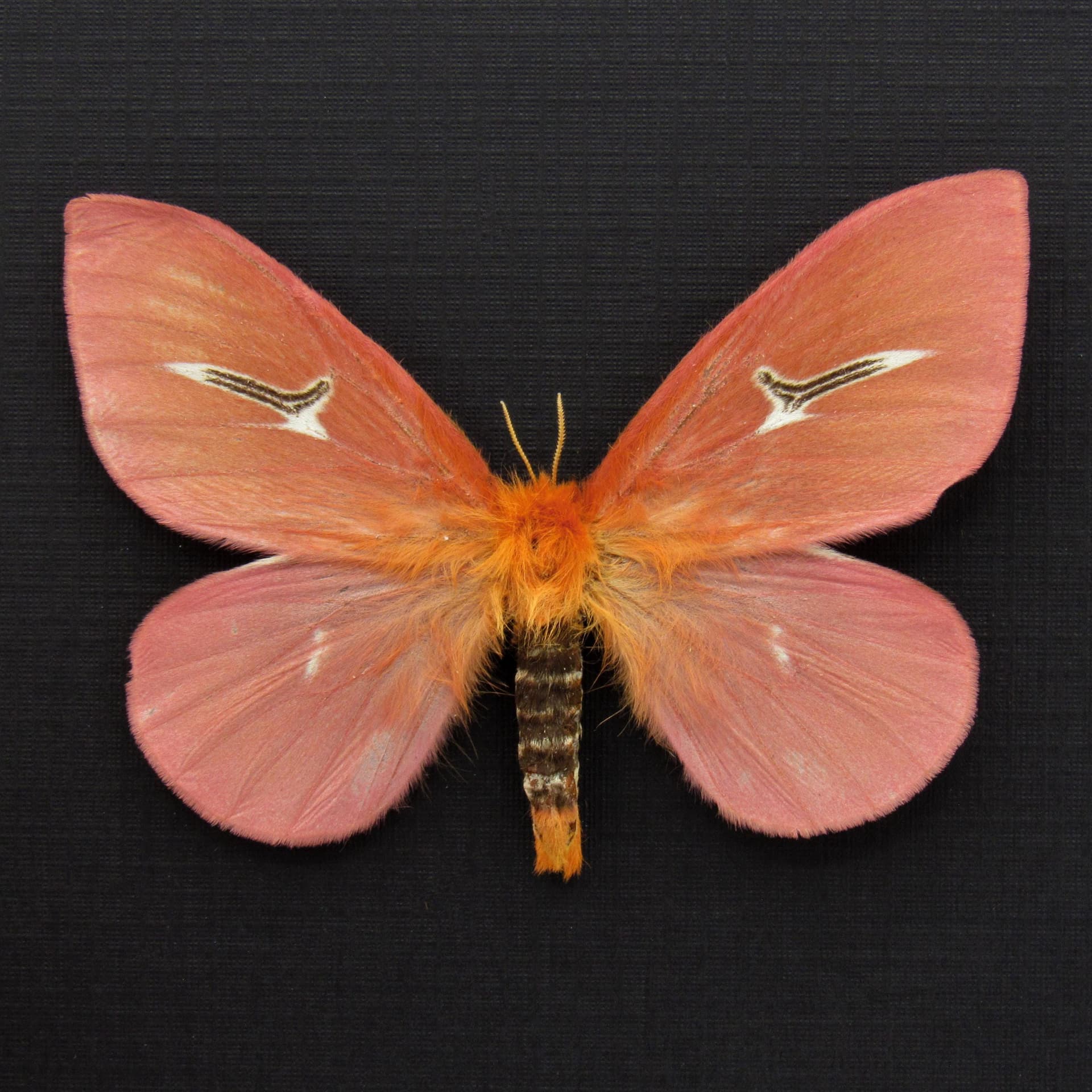 Rare pink moth framed taxidermy - Cerodirphia avenata - large female