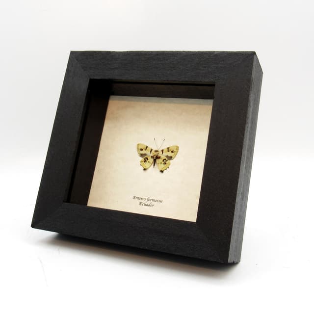 Rare tiny metallic Metalmark butterfly framed taxidermy - Anteros formosus - Victorian mount