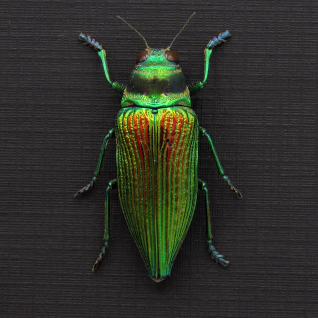 Rare metallic green Jewel beetle framed taxidermy - Psiloptera bicarinata