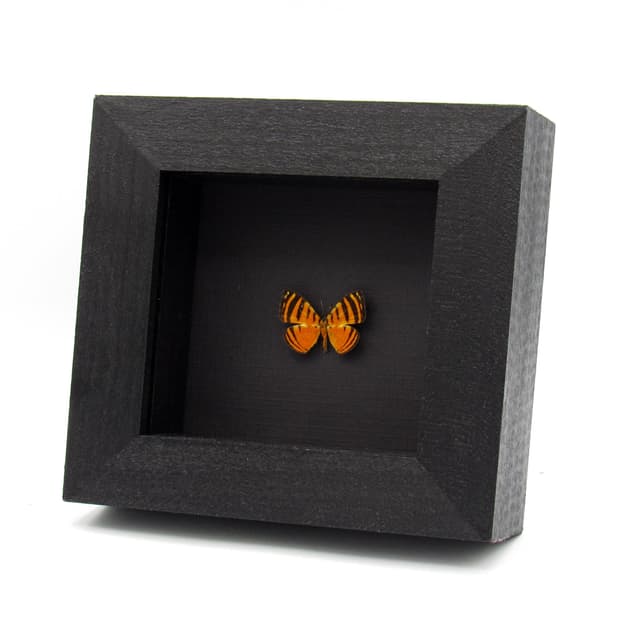 Real tiny Fire-Branded Metalmark butterfly framed taxidermy - Hyphilaria parthenis