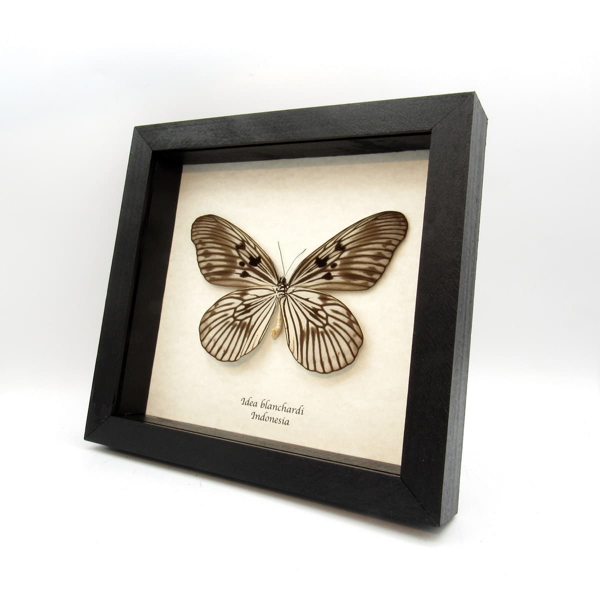 Real XL Tree Nymph butterfly framed taxidermy - Idea blanchardi - female
