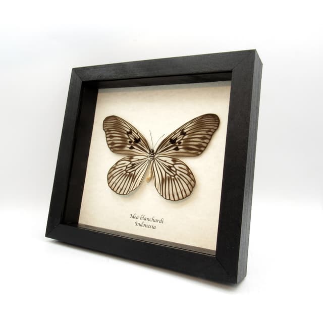 Real XL Tree Nymph butterfly framed taxidermy - Idea blanchardi - female
