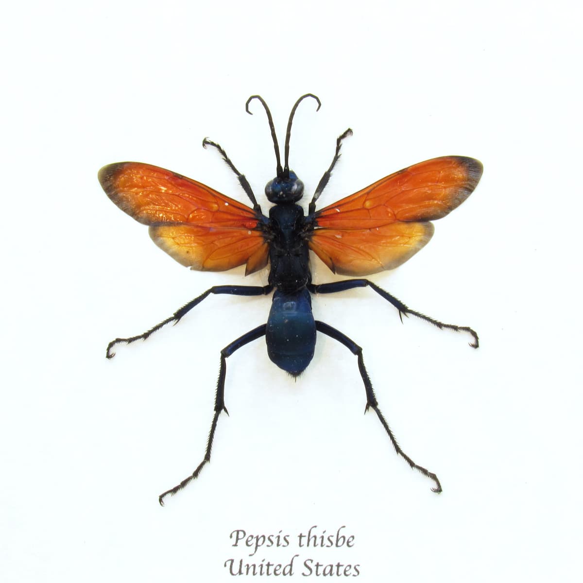 Real large Tarantula Hawk Wasp framed taxidermy - Pepsis thisbe