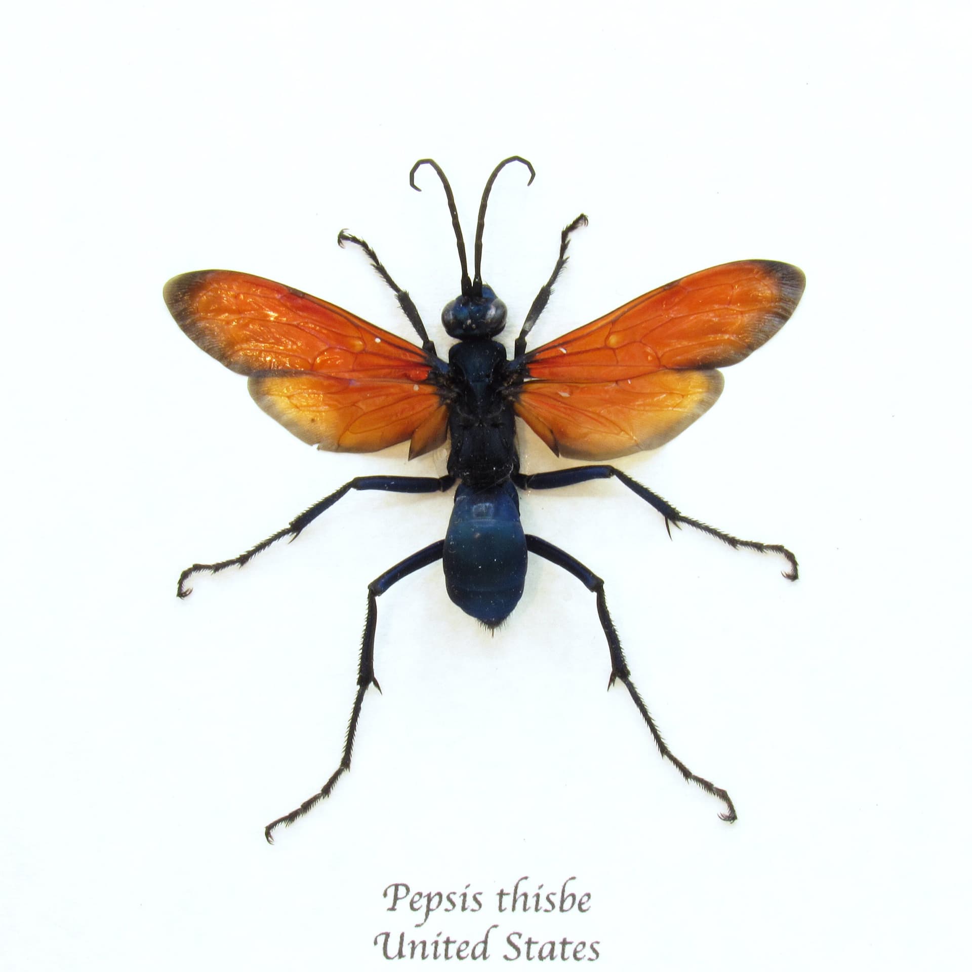 Real large Tarantula Hawk Wasp framed taxidermy - Pepsis thisbe