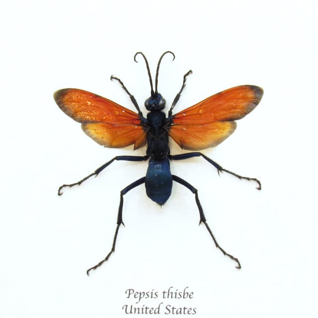 Real large Tarantula Hawk Wasp framed taxidermy - Pepsis thisbe