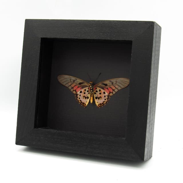 Real pink Acraea Swordtail butterfly framed taxidermy - Graphium ridleyanus - Victorian mount