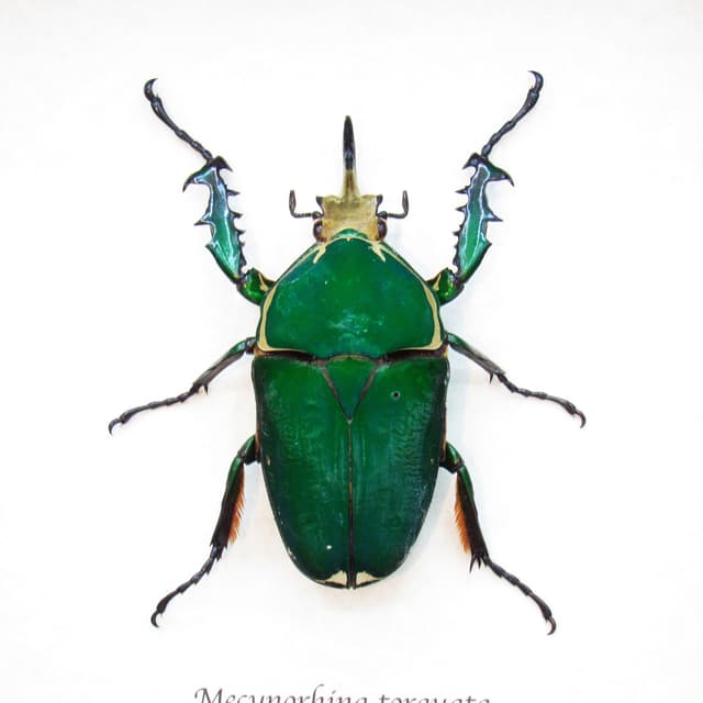 Real XL flower beetle framed taxidermy - Mecynorhina torquata
