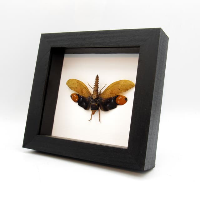 Real bizarre Lanternfly framed taxidermy - Cathedra serrata