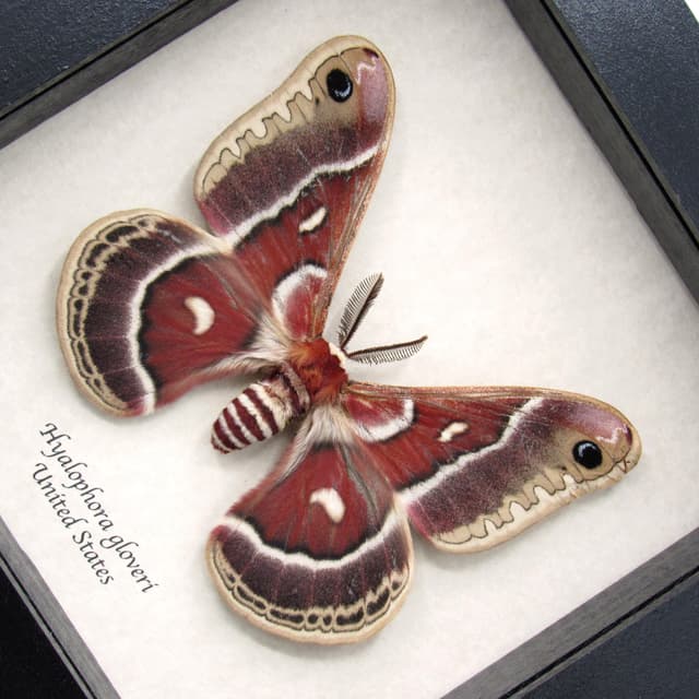 Real Glover's Silkmoth framed specimen - Hyalophora gloveri - large
