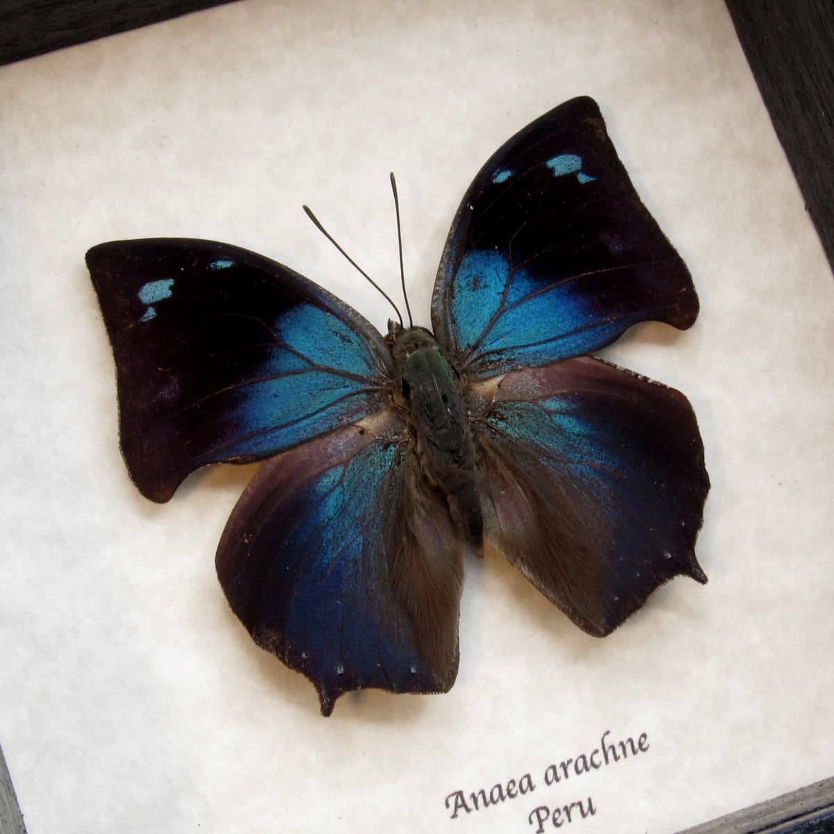 Real blue butterfly framed taxidermy - Anaea arachne