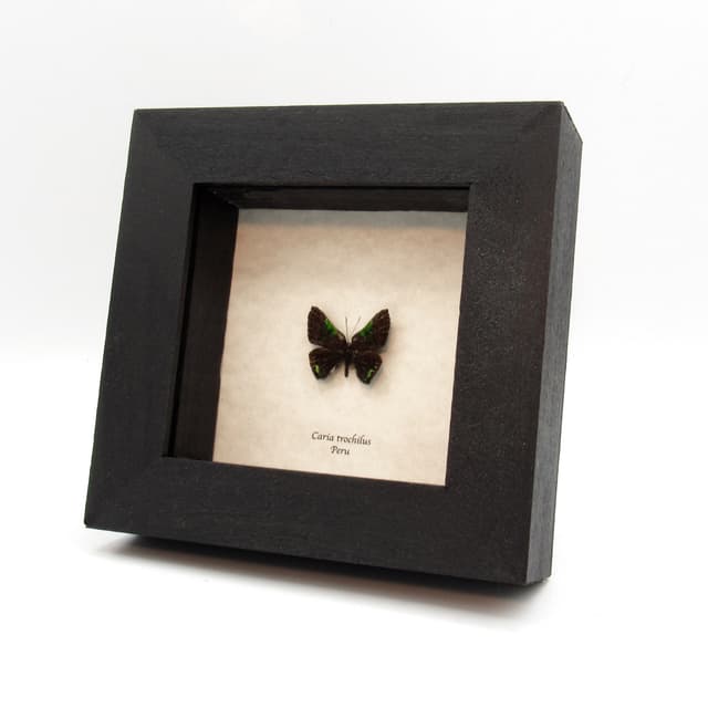 Rare tiny green glitter Metalmark butterfly framed taxidermy - Caria trochilus