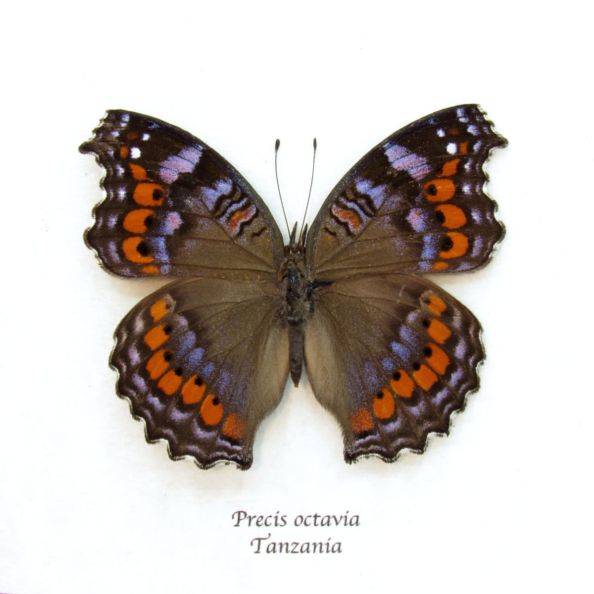 Real Gaudy Commodore butterfly framed taxidermy - Precis octavia - blue form - large female
