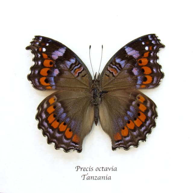 Real Gaudy Commodore butterfly framed taxidermy - Precis octavia - blue form - large female