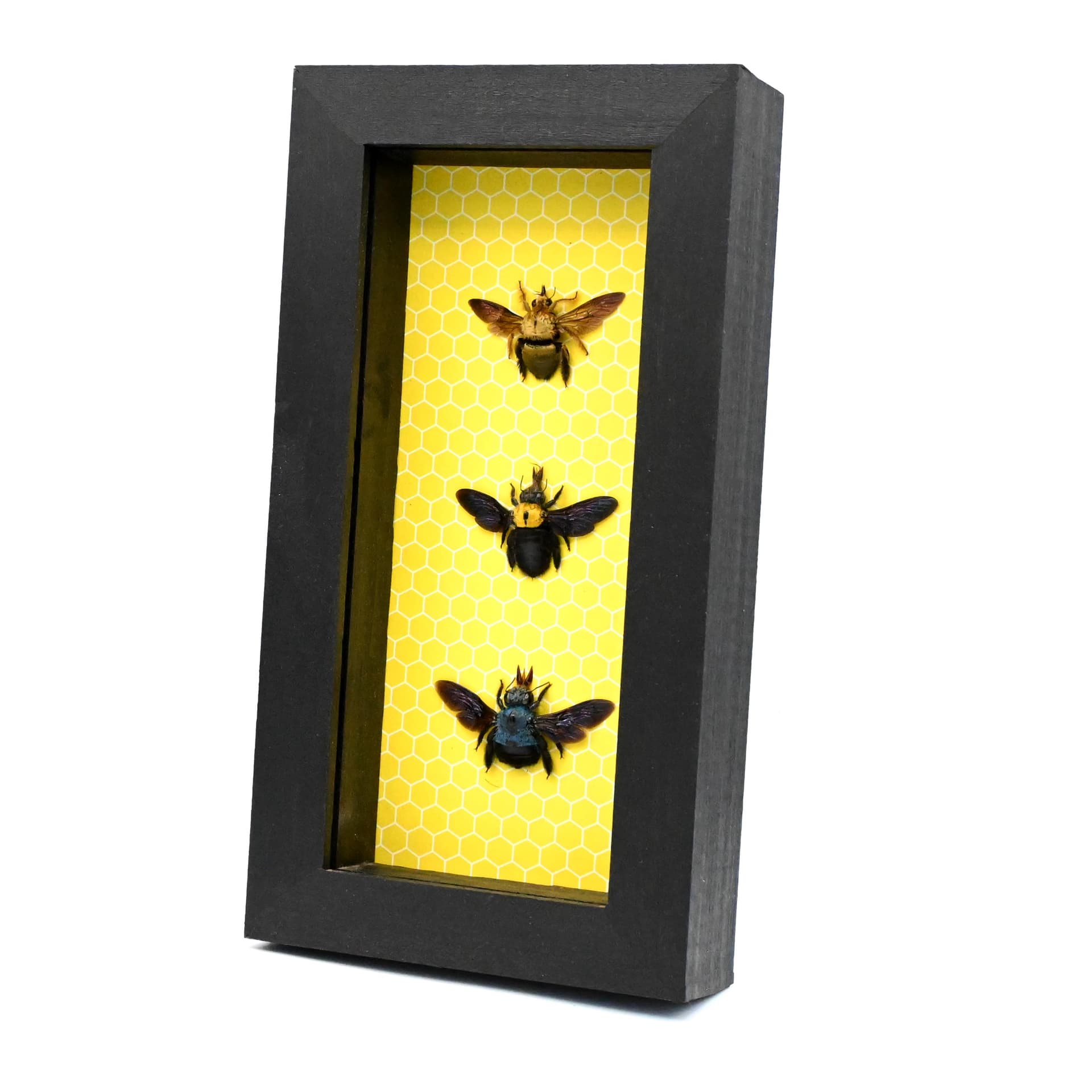 Real framed bees taxidermy collection