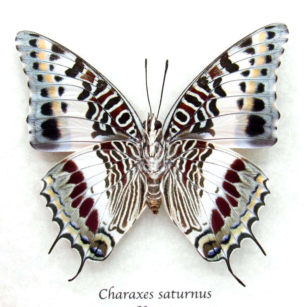 Rare Foxy Charaxes butterfly framed specimen - Charaxes saturnus