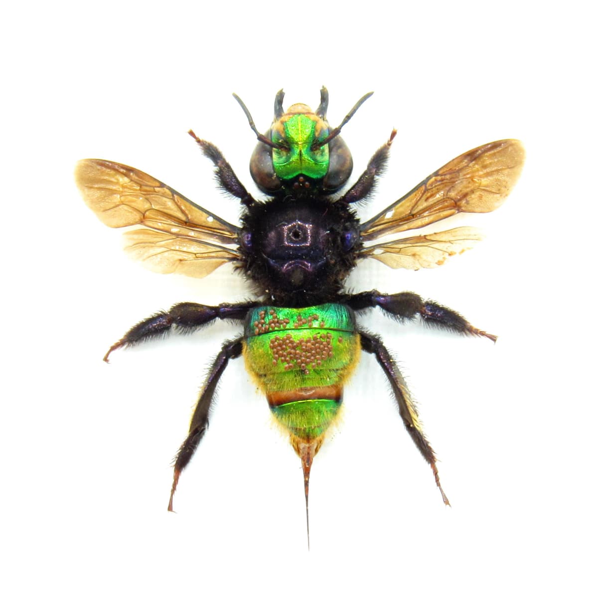 Rare XL green metallic Orchid Bee framed taxidermy - Euglossa species