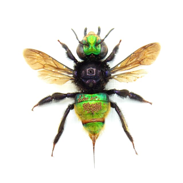 Rare XL green metallic Orchid Bee framed taxidermy - Euglossa species
