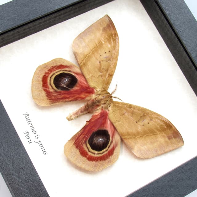 Real Giant Saturn moth framed taxidermy - Automeris janus