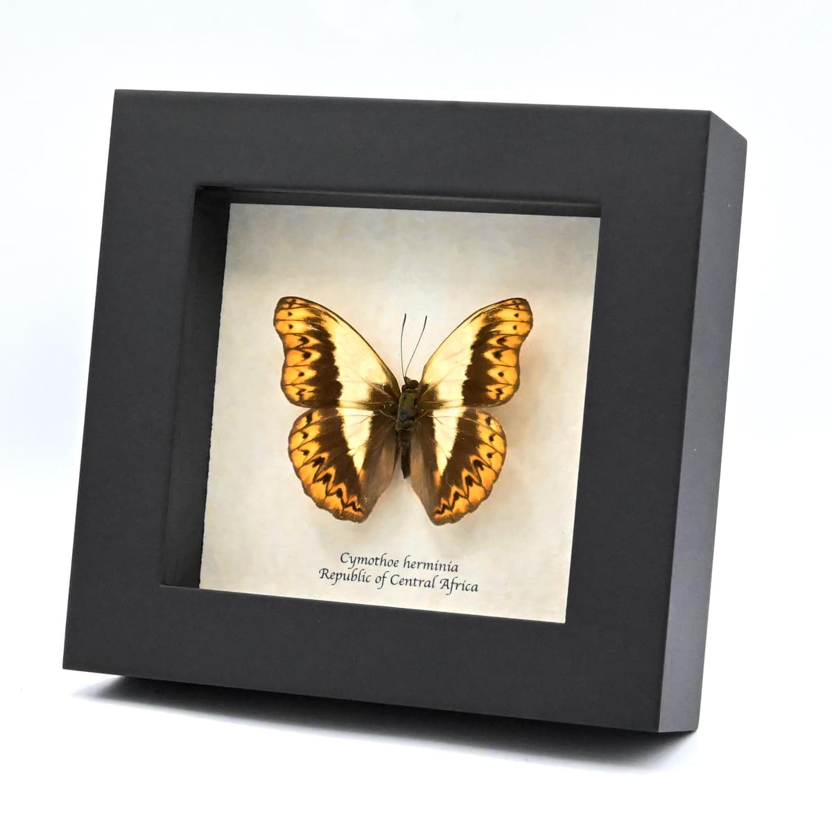 Real Glider butterfly framed taxidermy - Cymothoe herminia