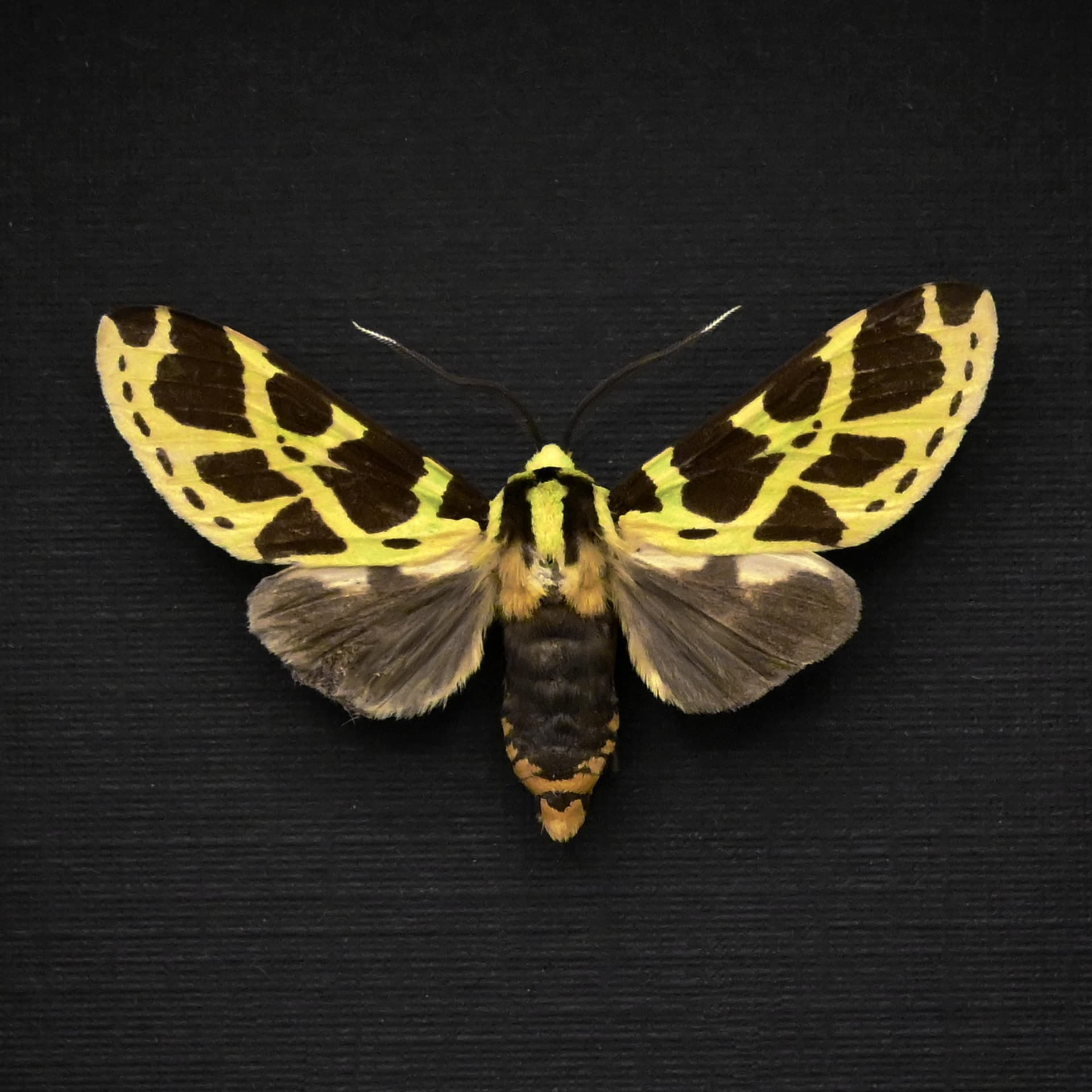Rare green Tiger Moth framed taxidermy - Symphlebia tessellata