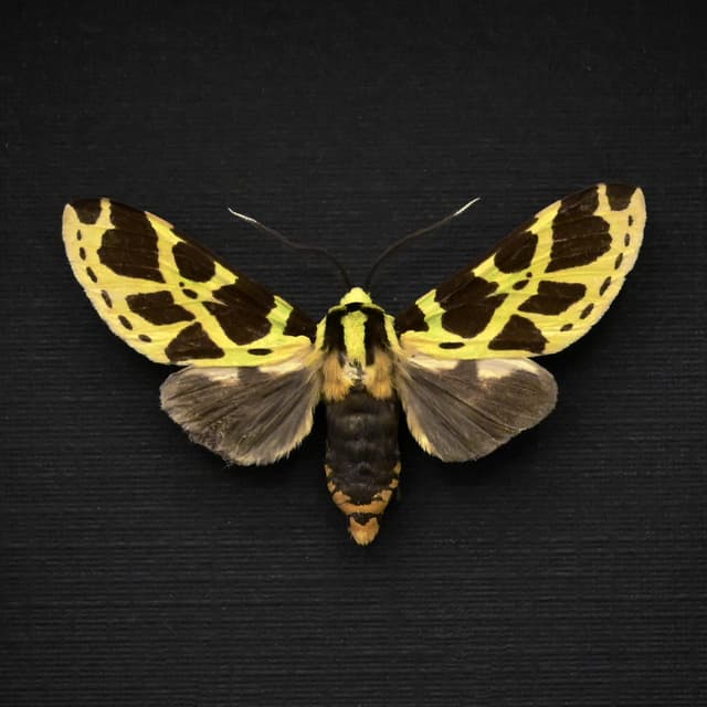 Rare green Tiger Moth framed taxidermy - Symphlebia tessellata