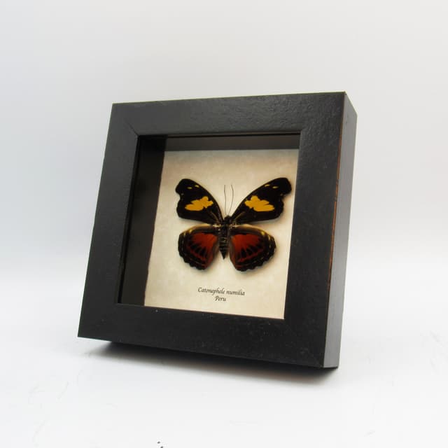 Real framed taxidermy butterfly - Catonephele numilia - female