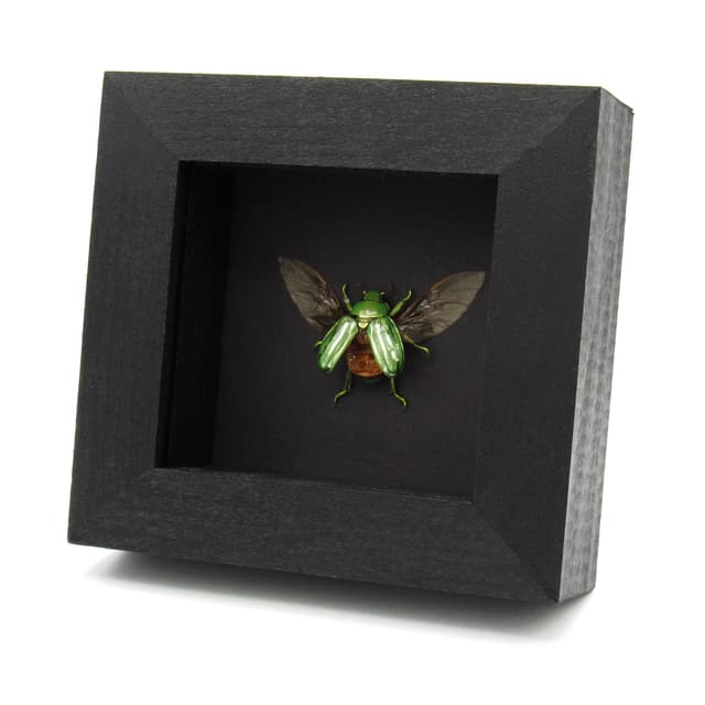 Real metallic Jewel beetle framed taxidermy - Chrysina gloriosa