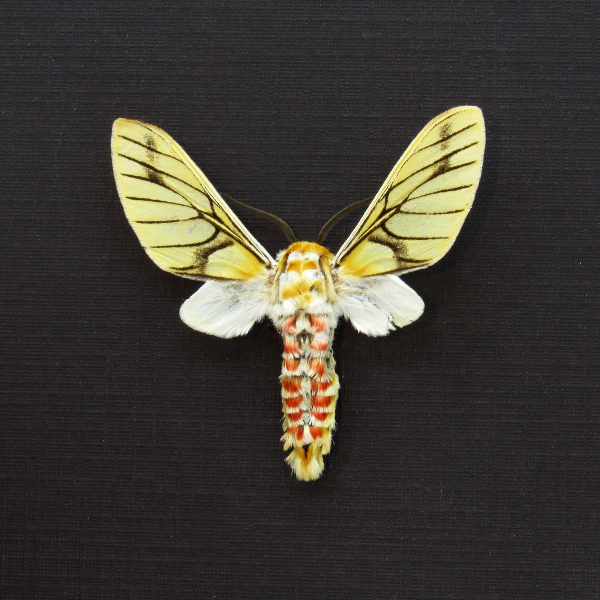 Rare Erebid moth framed taxidermy - Balacra rubrostriata