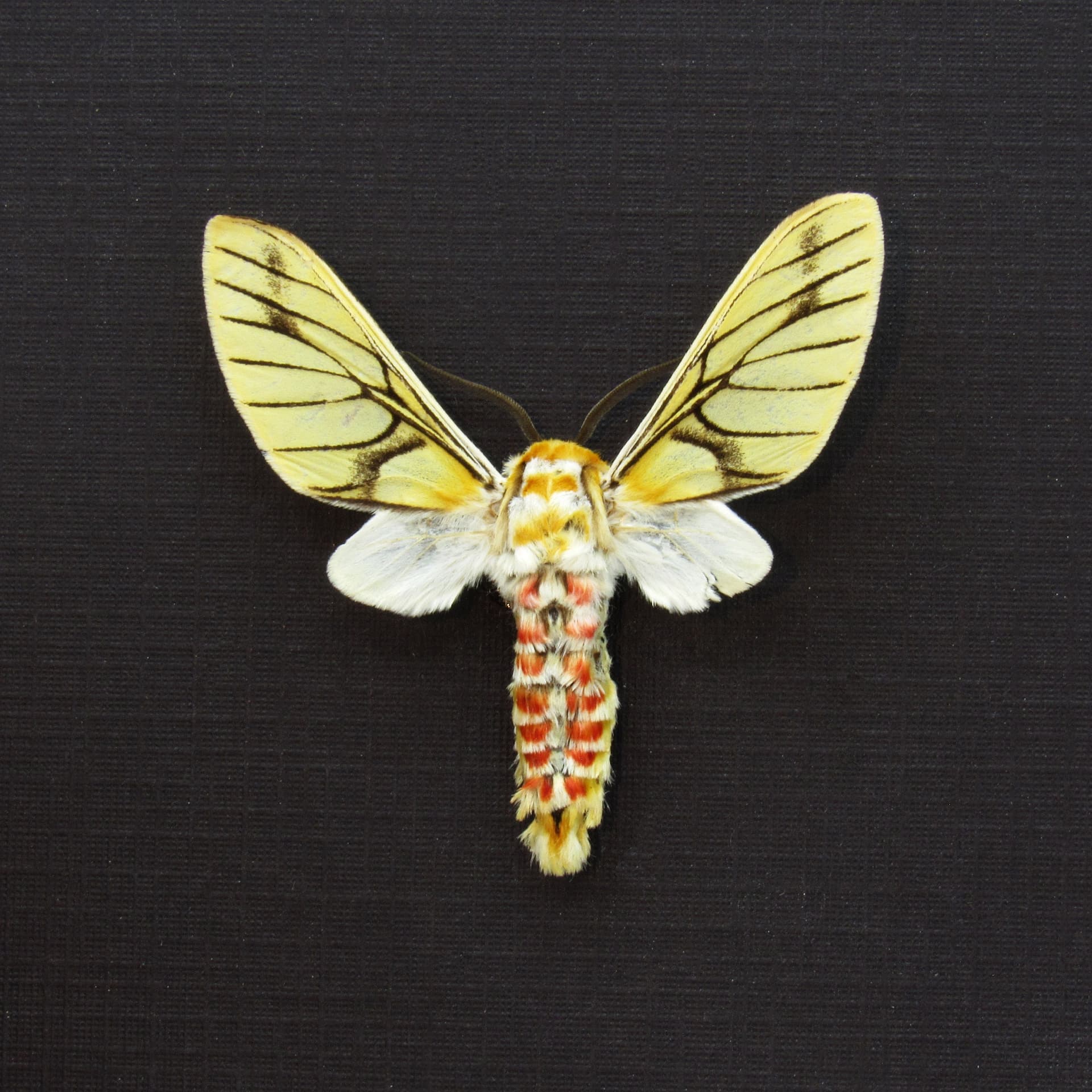 Rare Erebid moth framed taxidermy - Balacra rubrostriata