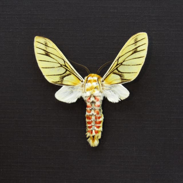Rare Erebid moth framed taxidermy - Balacra rubrostriata